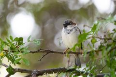 Moineau domestique : Common sparow