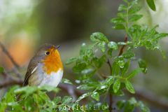 Rougegorge familier ; European Robin