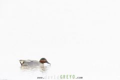 Sarcelle d'hiver ; Eurasian Teal