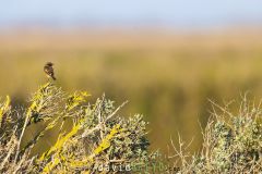 Tarier pâtre ; European Stonechat