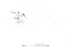 Avocette élégante sur un étang en fond blanc - Recurvirostra avosetta