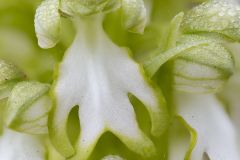 Gros plan de Barlie de Robert albinos - Orchis géant - Himantoglossum robertianum