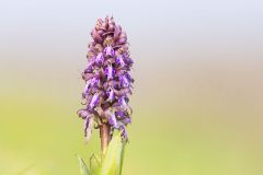 Plein pied de Barlie de Robert - Orchis géant - Himantoglossum robertianum