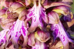 Gros plan de fleuron de Barlie de Robert - Orchis géant - Himantoglossum robertianum