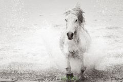 Cheval camarguais dans la mer