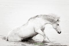 Cheval camarguais dans la mer