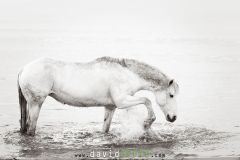 Cheval camarguais dans la mer