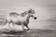 Cheval camarguais dans la mer