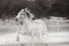 Cheval camarguais sur la plage