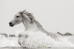 Cheval camarguais dans la mer