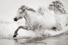 Cheval camarguais dans la mer