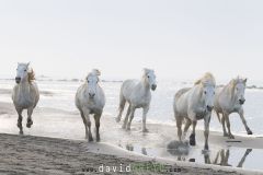 Chevaux camarguais sur une plage