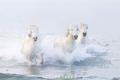 Chevaux camarguais dans la mer