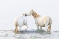Cheval camarguais dans la mer