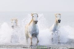 Chevaux camarguais dans la mer
