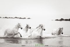 Chevaux camarguais dans la mer