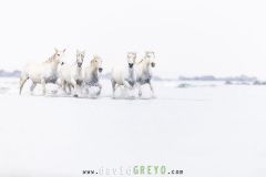 Chevaux camarguais dans la mer
