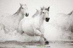 Chevaux camarguais dans la mer
