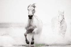 Chevaux camarguais dans la mer