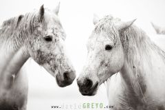 Portraits de Chevaux camarguais