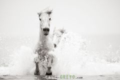Chevaux camarguais dans la mer