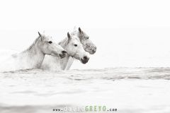 Chevaux camarguais dans la mer