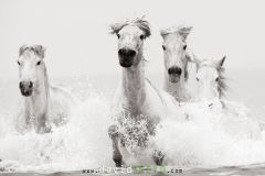 Chevaux camarguais dans la mer