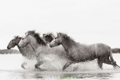 Jeunes chevaux camarguais de 2 et 3 ans dans un étang de Camargue
