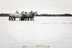 Jeunes chevaux camarguais de 2 et 3 ans dans un étang de Camargue