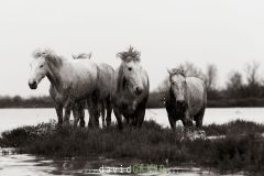 Jeunes chevaux camarguais de 2 et 3 ans dans un étang de Camargue