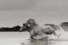 Jeunes chevaux camarguais de 2 et 3 ans dans un étang de Camargue