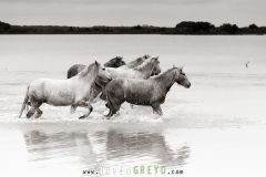 Jeunes chevaux camarguais de 2 et 3 ans dans un étang de Camargue