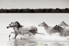 Jeunes chevaux camarguais de 2 et 3 ans dans un étang de Camargue