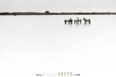 Jeunes chevaux camarguais de 2 et 3 ans dans un étang de Camargue