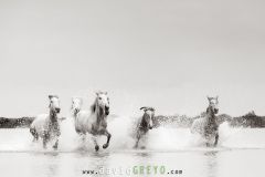 Jeunes chevaux camarguais de 2 et 3 ans dans un étang de Camargue