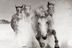 Jeunes chevaux camarguais de 2 et 3 ans dans un étang de Camargue
