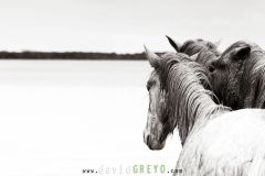 Jeunes chevaux camarguais de 2 et 3 ans dans un étang de Camargue
