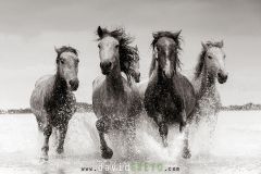 Jeunes chevaux camarguais de 2 et 3 ans dans un étang de Camargue
