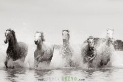 Jeunes chevaux camarguais de 2 et 3 ans dans un étang de Camargue