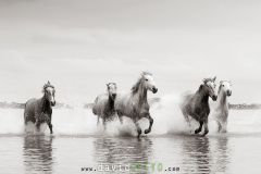 Jeunes chevaux camarguais de 2 et 3 ans dans un étang de Camargue