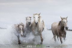 Jeunes chevaux camarguais de 2 et 3 ans dans un étang de Camargue