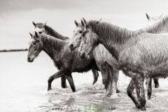Jeunes chevaux camarguais de 2 et 3 ans dans un étang de Camargue