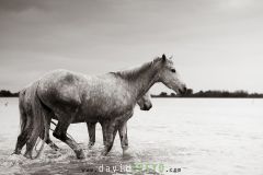 Jeunes chevaux camarguais de 2 et 3 ans dans un étang de Camargue