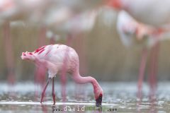 Flamant nain en plumage nuptial en Camargue parmi les Flamants roses - Phoeniconaias minor
