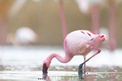 Flamant nain en plumage nuptial en Camargue parmi les Flamants roses - Phoeniconaias minor