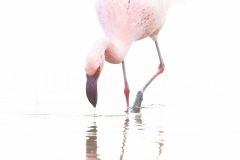 Flamant nain en plumage nuptial en Camargue parmi les Flamants roses - Phoeniconaias minor