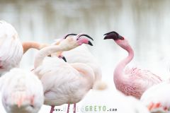 Flamant nain en plumage nuptial en Camargue parmi les Flamants roses - Phoeniconaias minor
