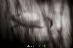 Flamant nain en plumage nuptial en Camargue parmi les Flamants roses - Phoeniconaias minor