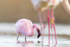 Flamant nain en plumage nuptial en Camargue parmi les Flamants roses - Phoeniconaias minor