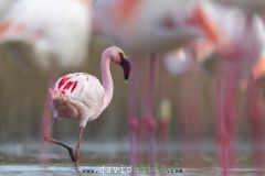 Flamant nain en plumage nuptial en Camargue parmi les Flamants roses - Phoeniconaias minor